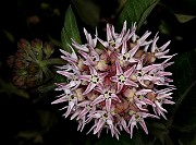 060Asclepias speciosa 19-5651